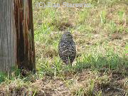 Burrowing owl