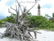 Driftwood near lighthouse